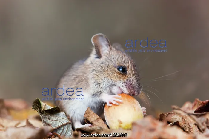 : Wood Mouse - with hazelnut : Wood Mouse - with hazelnut