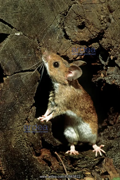 : Wood Mouse - in hole in tree trunk : Wood Mouse - in hole in tree trunk