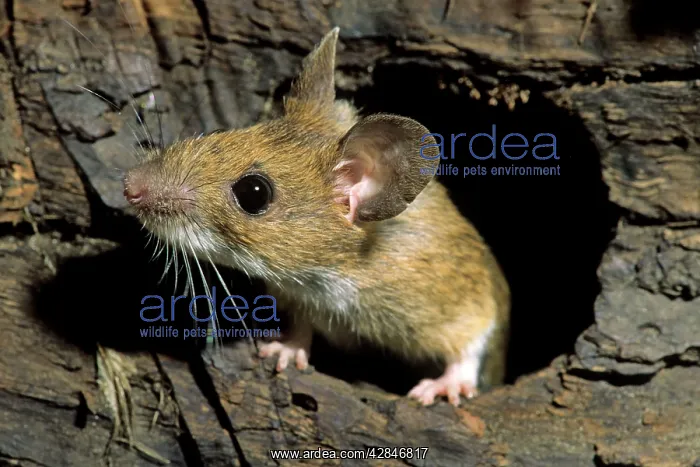: Wood Mouse - in hole in tree trunk : Wood Mouse - in hole in tree trunk