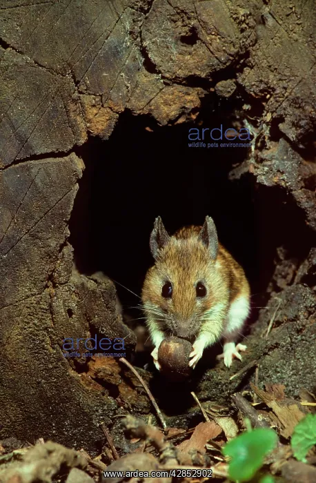 : Wood mouse in hollow tree with hazelnut at night : Wood mouse in hollow tree with hazelnut at night