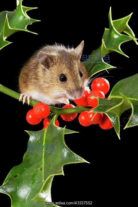 : Wood mouse - with holly berries : Wood mouse - with holly berries