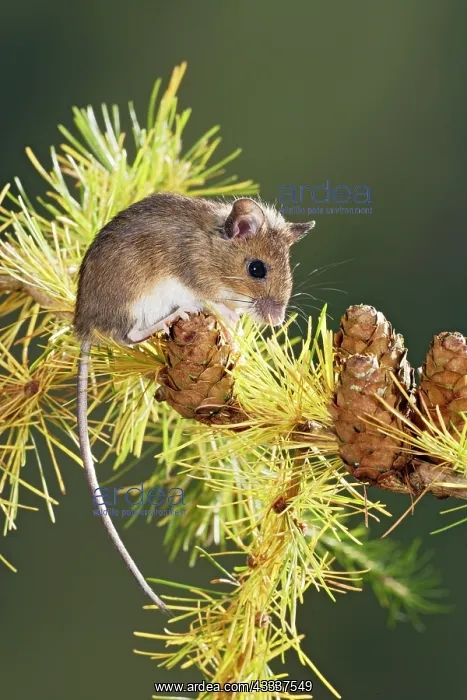 : Wood mouse - on larch twig : Wood mouse - on larch twig