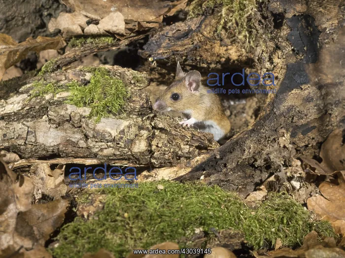 : Wood mouse - long tailed field mouse - at entrance : Wood mouse - long tailed field mouse - at entrance