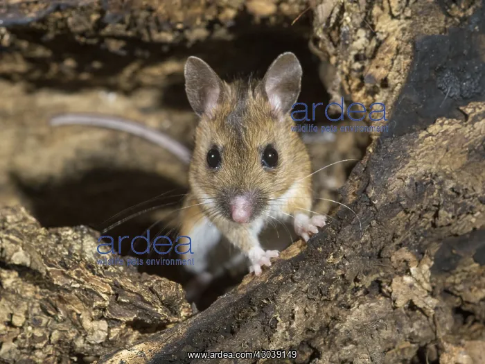  : Wood mouse - long tailed field mouse - UK