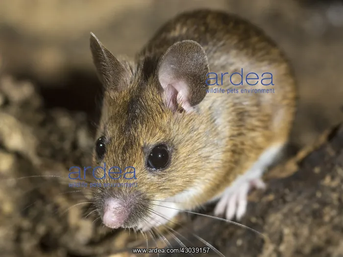  : Wood mouse - long tailed field mouse - UK