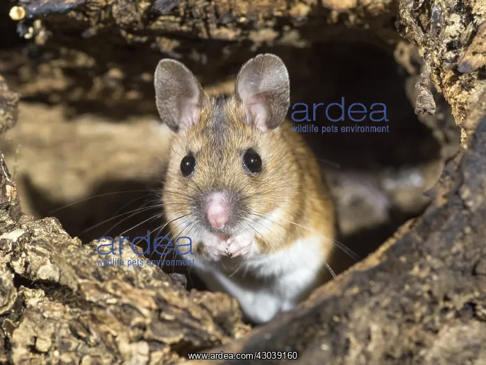  : Wood mouse - long tailed field mouse - UK