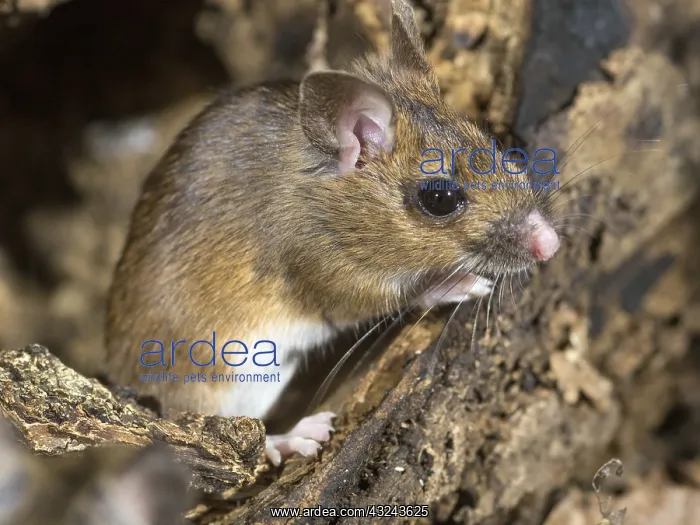  : Wood mouse - long tailed field mouse - UK