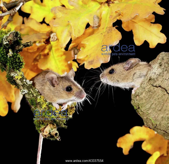 : Wood mouse - two by nest hole in tree : Wood mouse - two by nest hole in tree