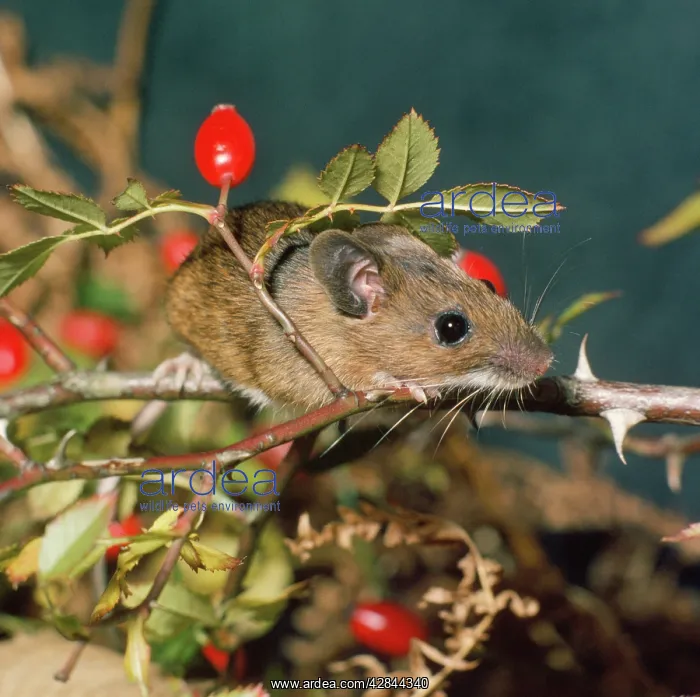: WOOD MOUSE ON ROSEHIP TWIG : WOOD MOUSE ON ROSEHIP TWIG