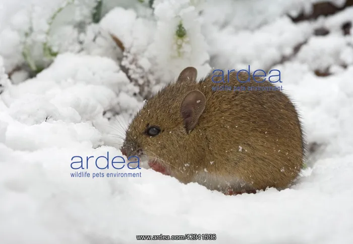 : Wood mouse - searching for food in snow - side view : Wood mouse - searching for food in snow - side view