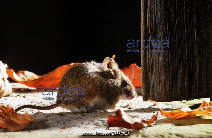 : Wood mouse - by shed door : Wood mouse - by shed door