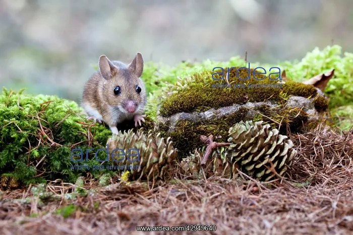: Wood Mouse - Single juvenile on moss covered rock : Wood Mouse - Single juvenile on moss covered rock