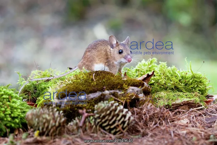 : Wood Mouse - Single juvenile on moss covered rock : Wood Mouse - Single juvenile on moss covered rock