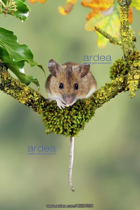: Wood mouse - front view : Wood mouse - front view