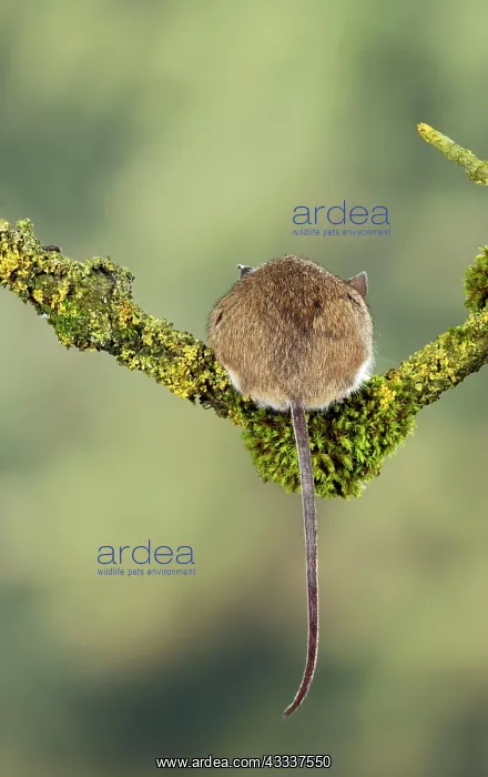 : Wood mouse - back view with tail hanging over branch : Wood mouse - back view with tail hanging over branch