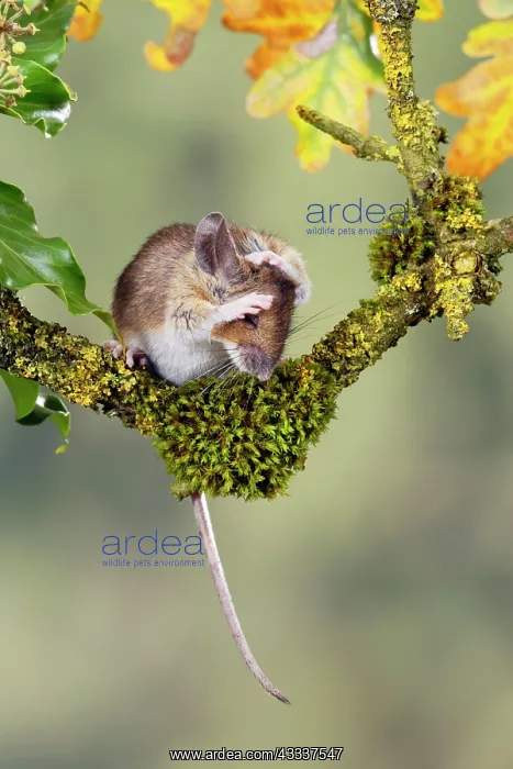: Wood mouse - washing : Wood mouse - washing