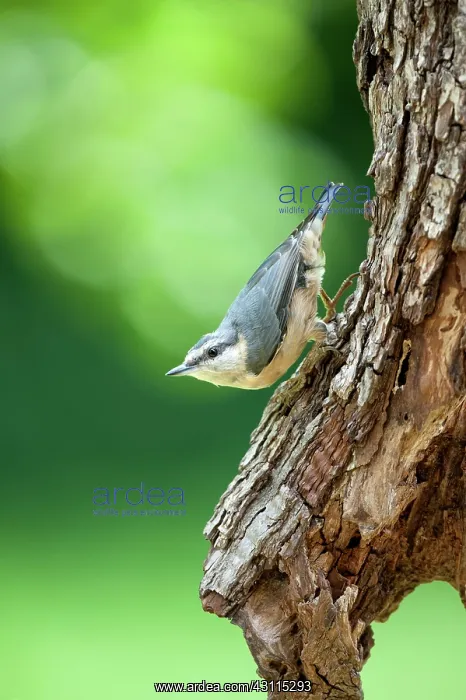 : Wood Nuthatch : Wood Nuthatch