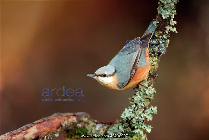 : Wood Nuthatch (Sitta europaea) on a branch, Ardennes : Wood Nuthatch (Sitta europaea) on a branch, Ardennes