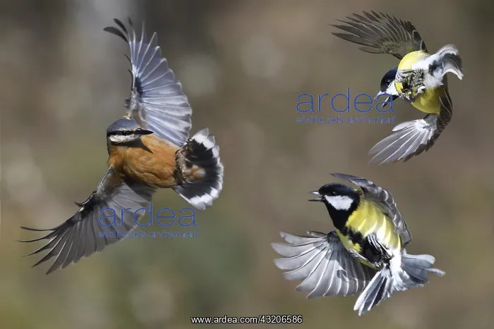 : Wood Nuthatch (Sitta europaea) stifled by great : Wood Nuthatch (Sitta europaea) stifled by great