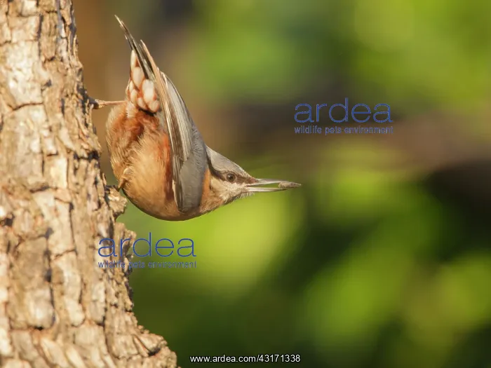 : Wood Nuthatch (Sitta europaea) on a trunk : Wood Nuthatch (Sitta europaea) on a trunk