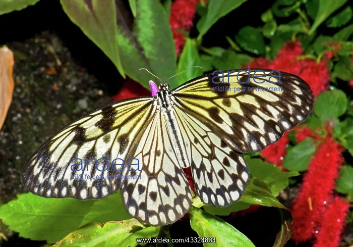 : Wood Nymph Butterfly : Wood Nymph Butterfly
