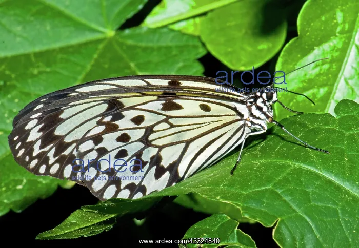 : Wood Nymph Butterfly : Wood Nymph Butterfly