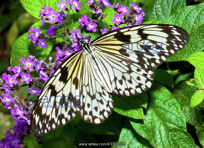  : Wood Nymph Butterfly