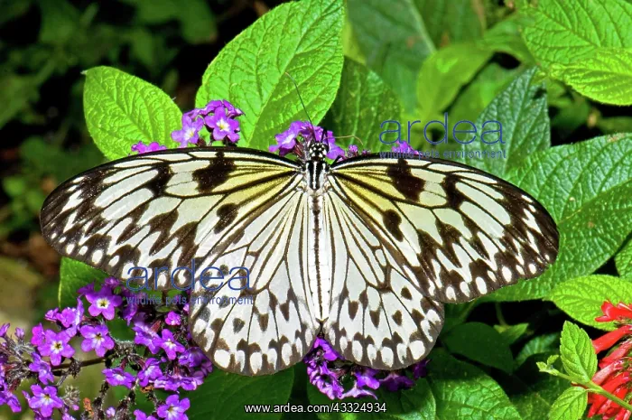 : Wood Nymph Butterfly : Wood Nymph Butterfly