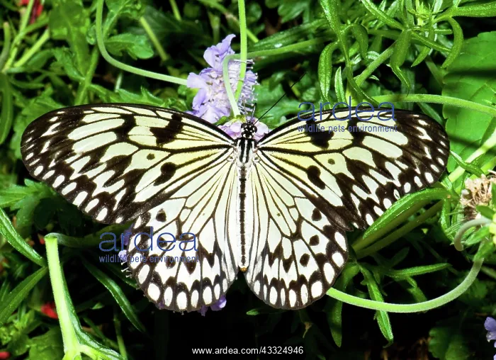 : Wood Nymph Butterfly : Wood Nymph Butterfly