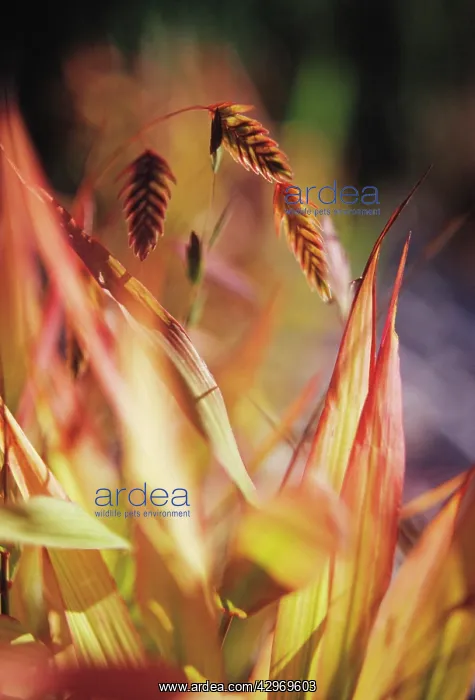 : Wood Oats, Northern sea oats, Chasmanthium latifolium : Wood Oats, Northern sea oats, Chasmanthium latifolium
