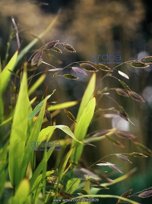 : Wood Oats, Northern sea oats, Chasmanthium latifolium : Wood Oats, Northern sea oats, Chasmanthium latifolium