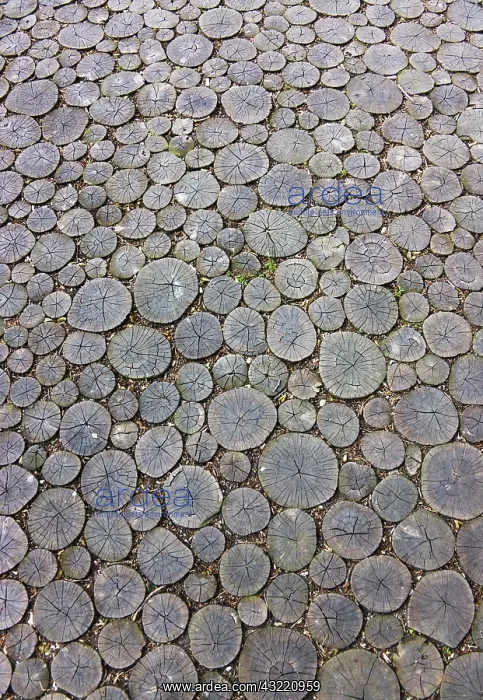 : Wood pattern, Romania : Wood pattern, Romania