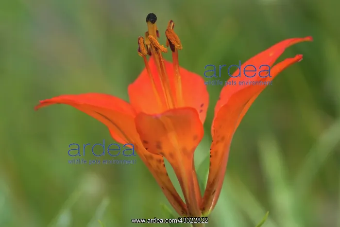 : Wood / Philadelphia / Prairie / Western Red Lily : Wood / Philadelphia / Prairie / Western Red Lily