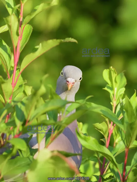: Wood Pidgeon looking through leaves : Wood Pidgeon looking through leaves