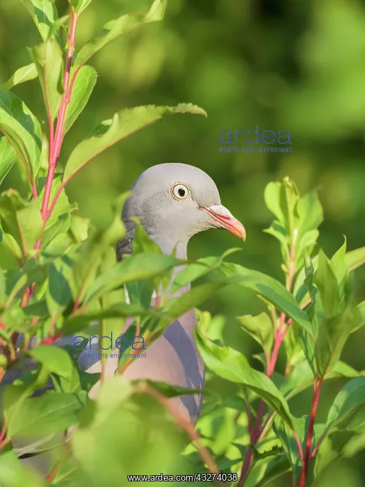 : Wood Pidgeon looking through leaves : Wood Pidgeon looking through leaves