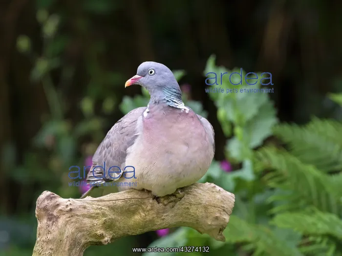 : Wood Pidgeon on tree stump : Wood Pidgeon on tree stump
