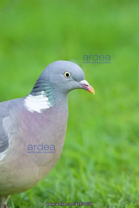  : Wood Pigeon