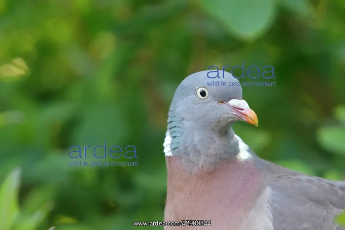  : Wood pigeon