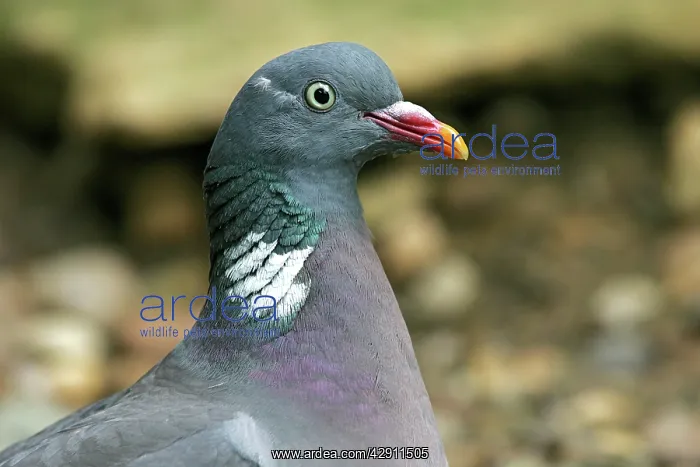  : Wood Pigeon