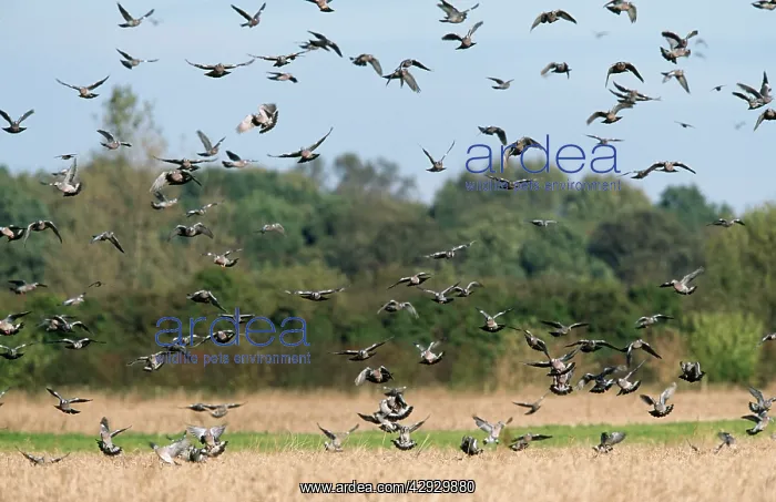  : Wood PIGEON