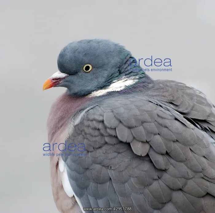  : Wood Pigeon