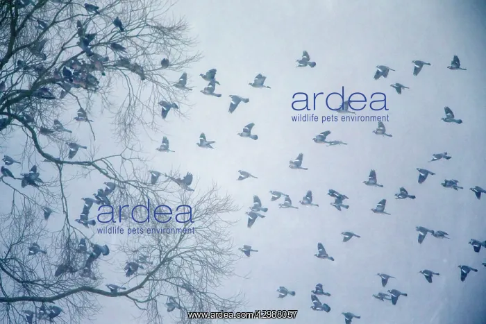 : Wood Pigeon : Wood Pigeon