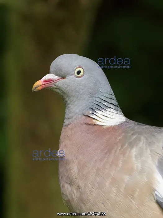 : Wood Pigeon : Wood Pigeon