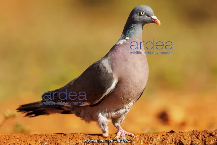 : WOOD PIGEON : WOOD PIGEON