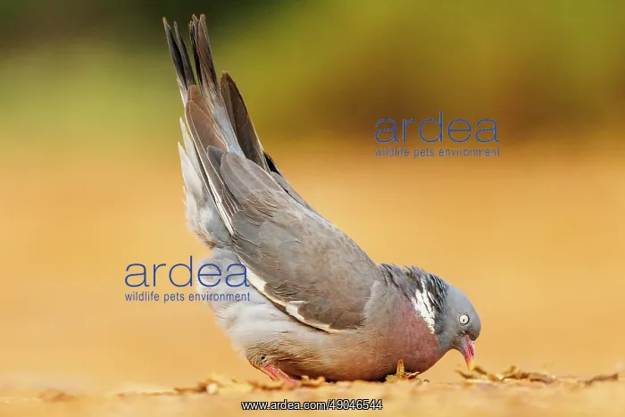 : WOOD PIGEON : WOOD PIGEON