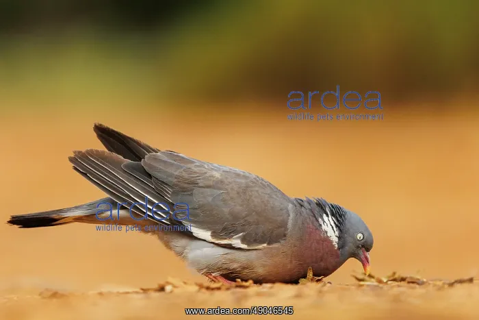: WOOD PIGEON : WOOD PIGEON