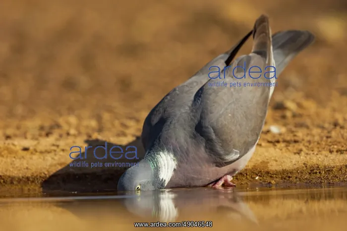: WOOD PIGEON : WOOD PIGEON