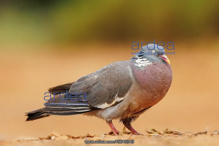 : WOOD PIGEON : WOOD PIGEON