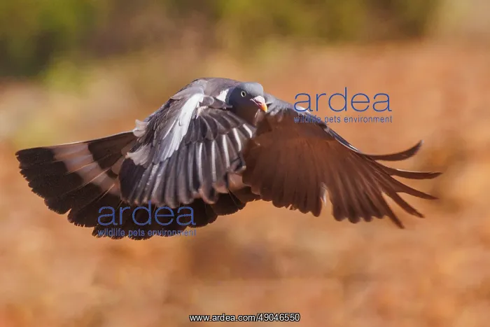 : WOOD PIGEON : WOOD PIGEON