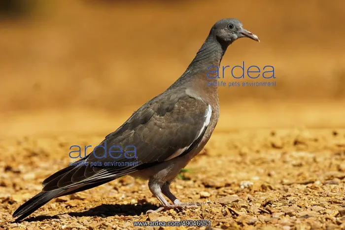 : WOOD PIGEON : WOOD PIGEON